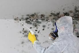 Reliable Buies Creek, NC Mold Removal Services Solutions